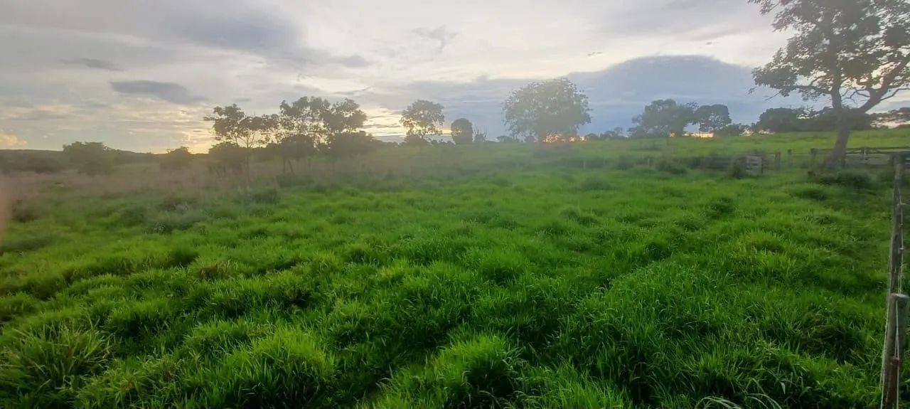 arrendamento de pasto  - Foto 2
