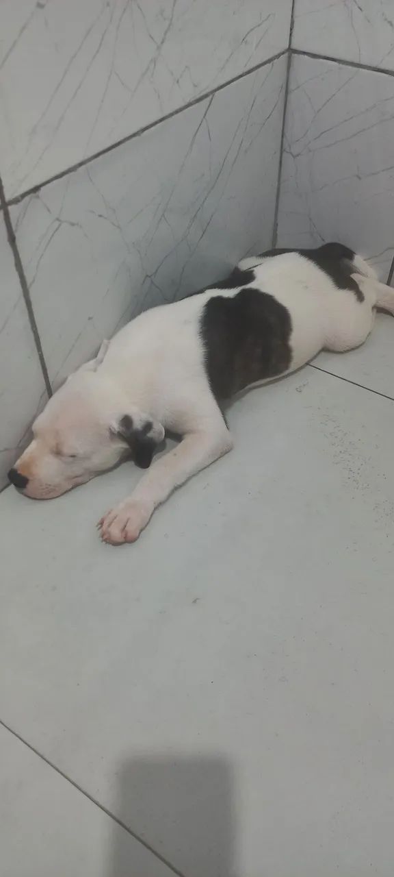 Filhote de pitbull  - Foto 5