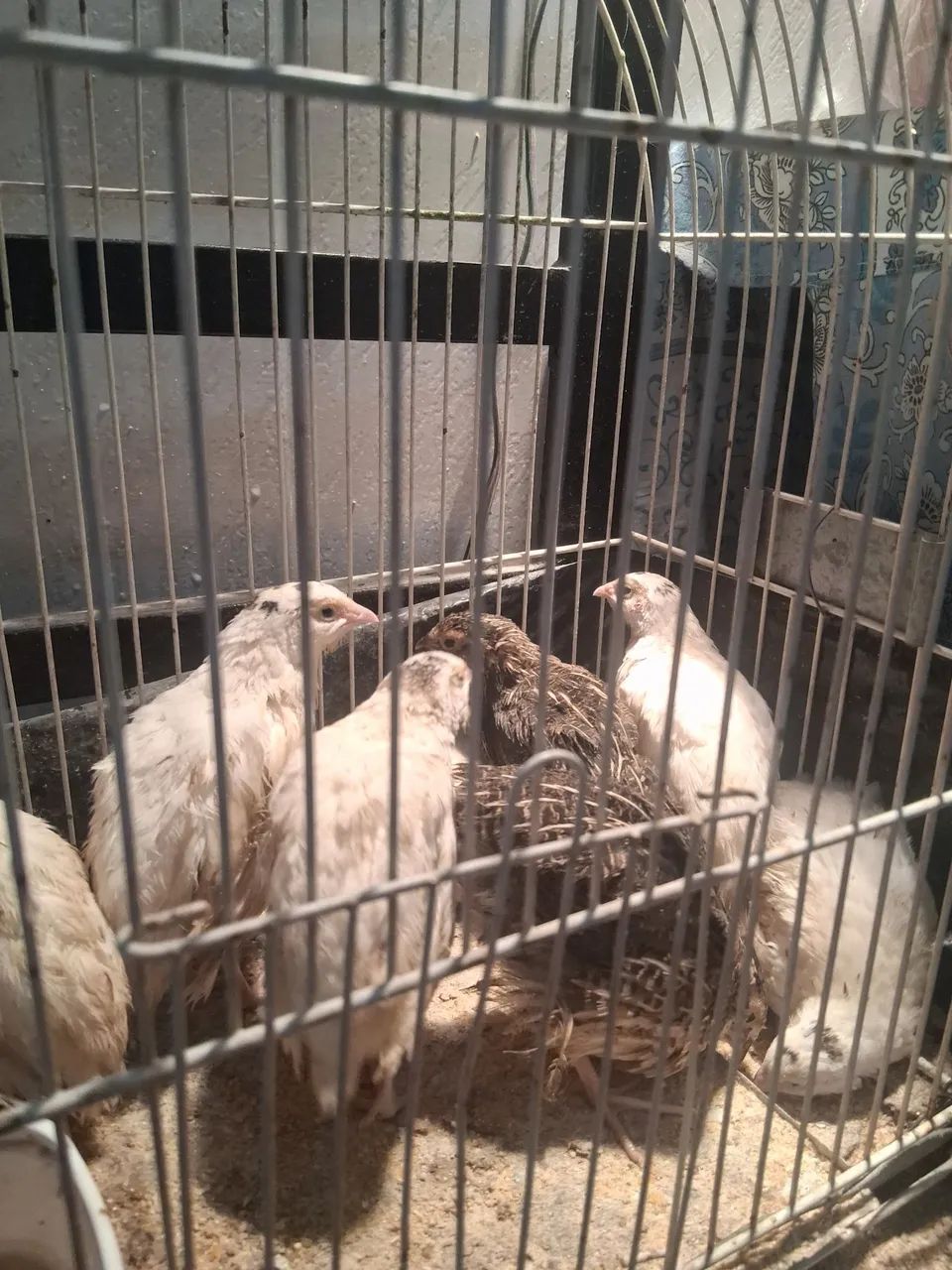 Codornas