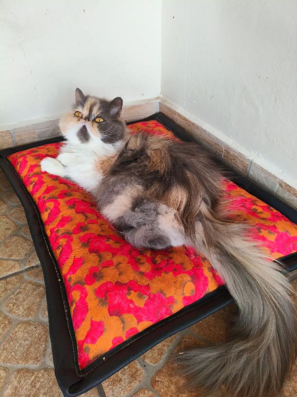 GATA PERSA TOPSHOW - Fêmea Tricolor  - Foto 3
