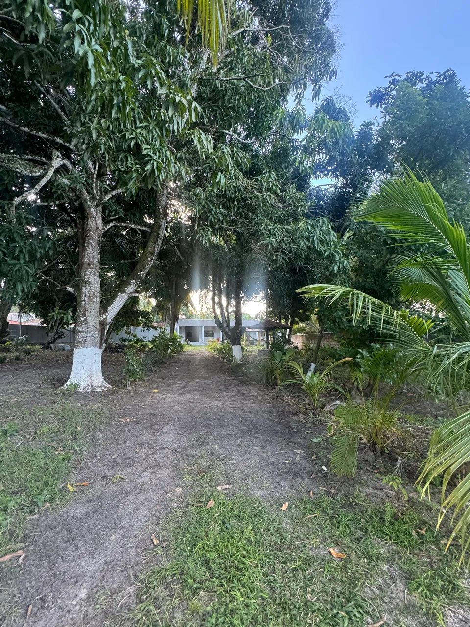 Lindo sítio a venda  - Foto 5