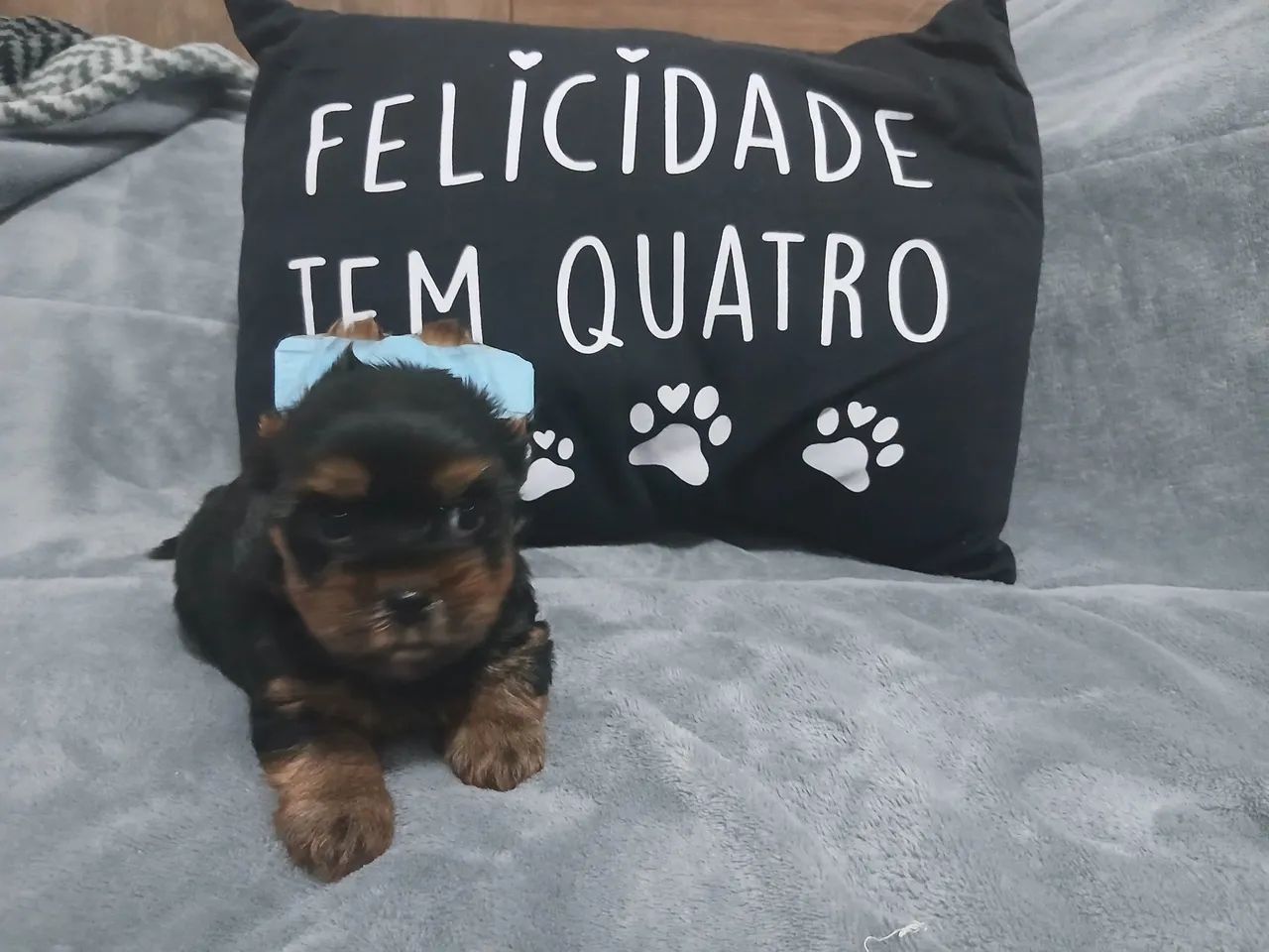 Yorkshire terrier macho - Foto 5