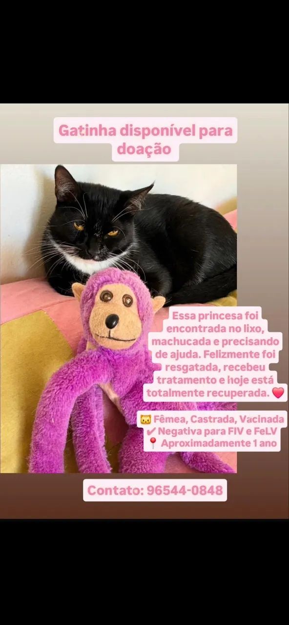 Gata para adoção 