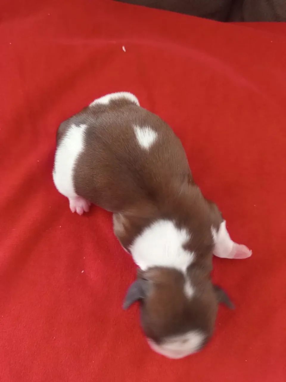 Shitzu filhotes para reservar, Nascidos 20/01/2026 - Foto 3