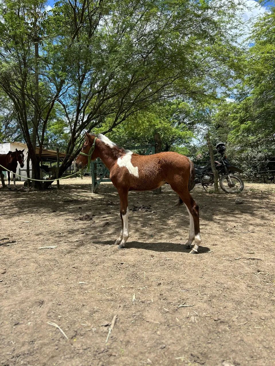 POTRO PAMPA REGISTRADO 