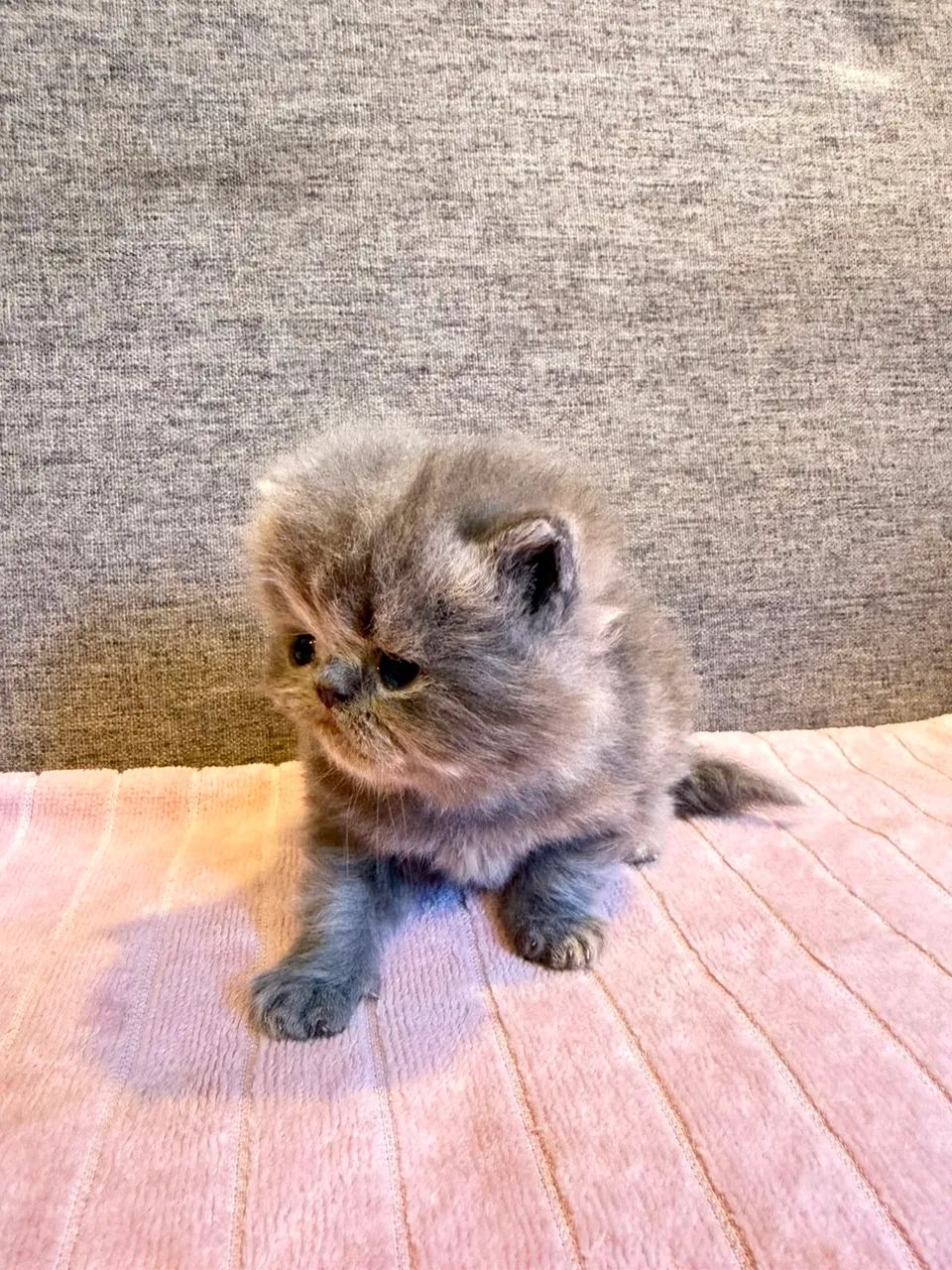 Gato persa  - Foto 2