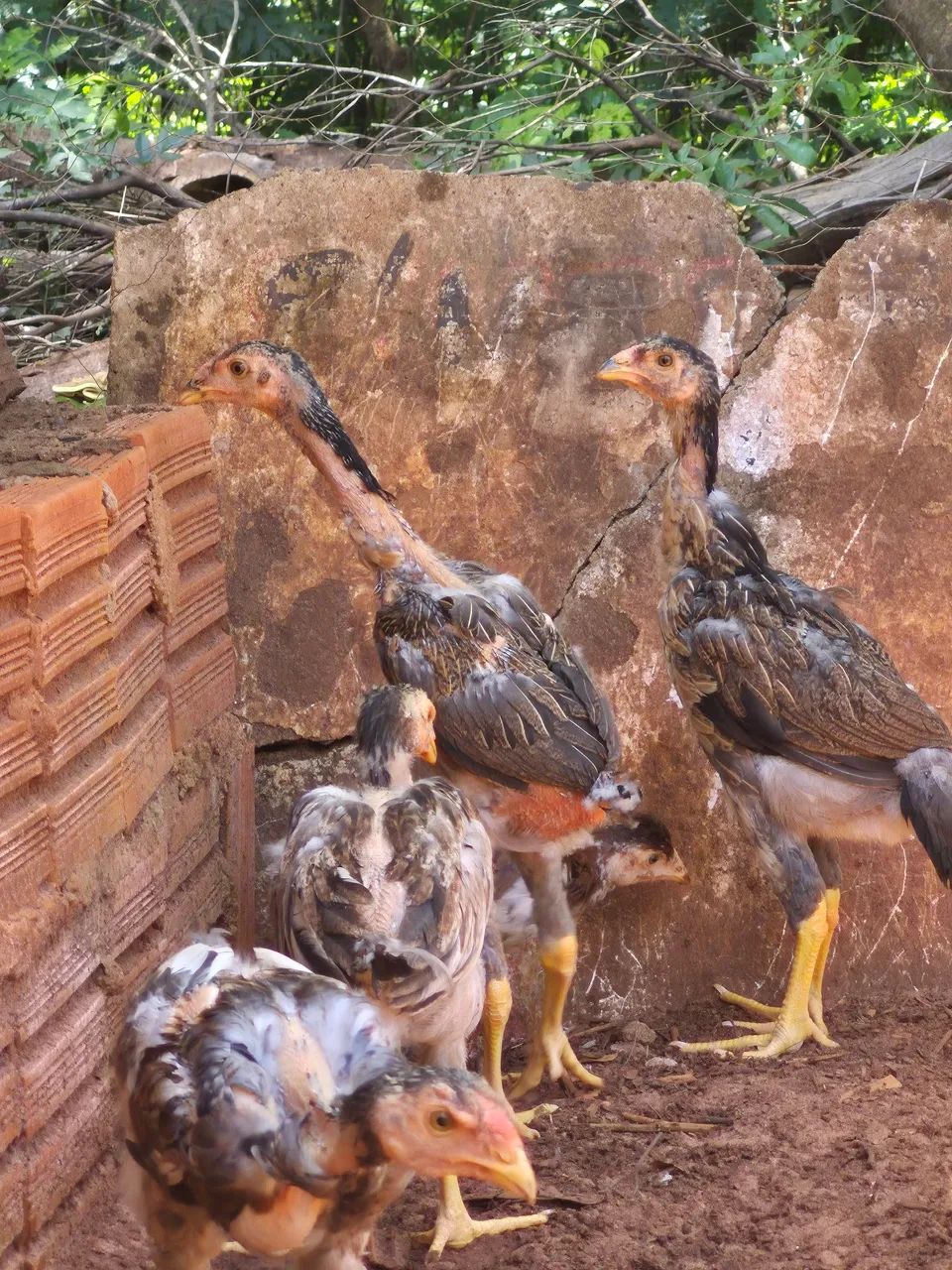 Aves indio gigantes  - Foto 2