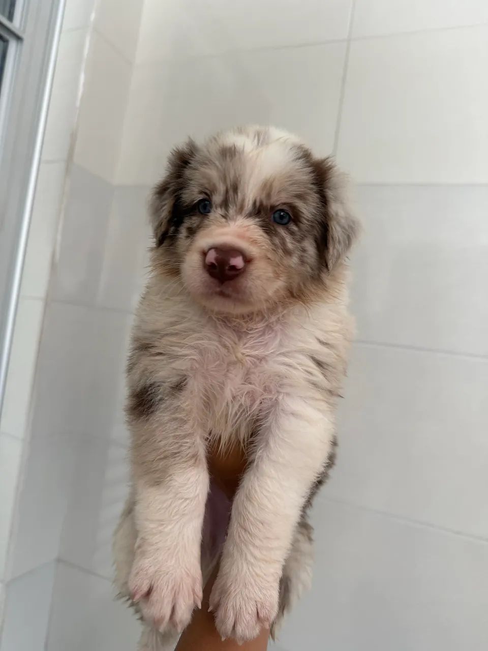 Border Collie | Filhote  - Foto 5