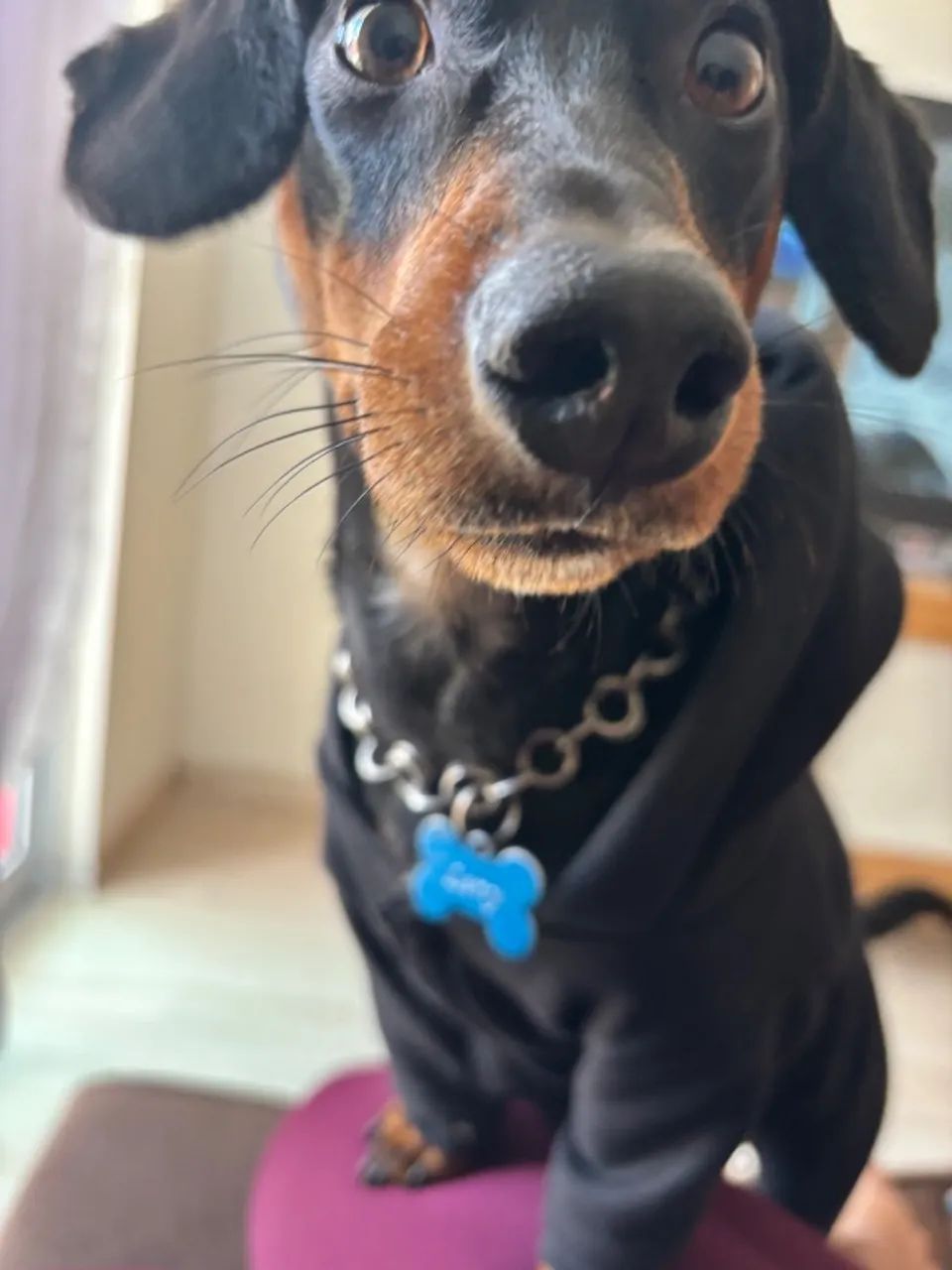 Cachorro - Foto 2