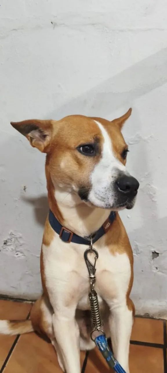 Adoção cachorro