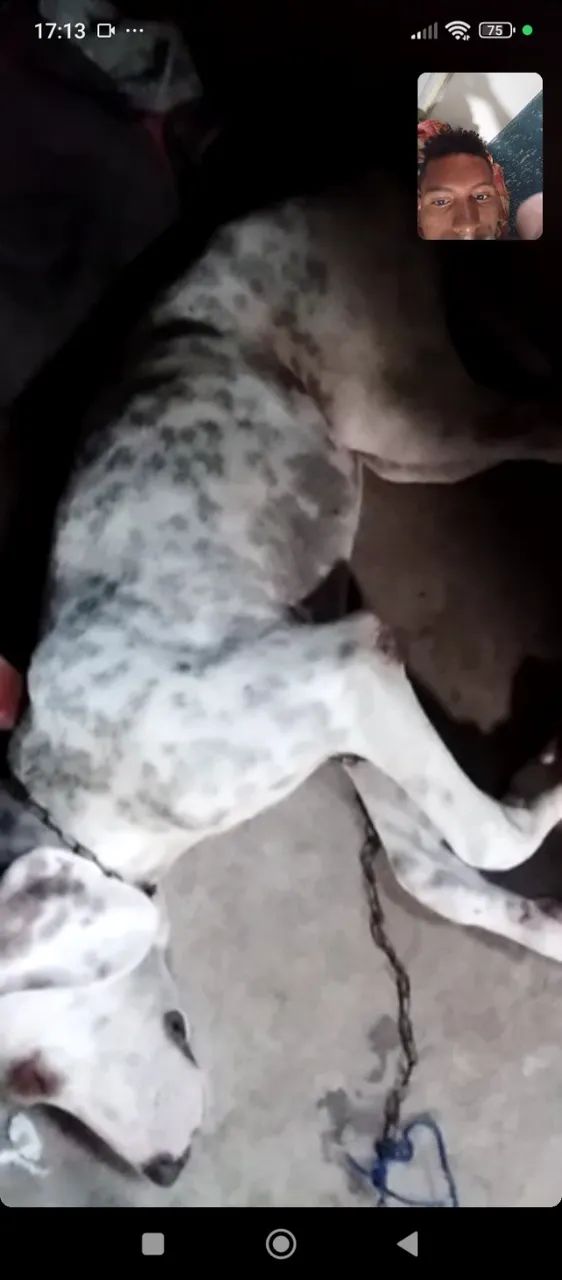 Cachorro americano puru 