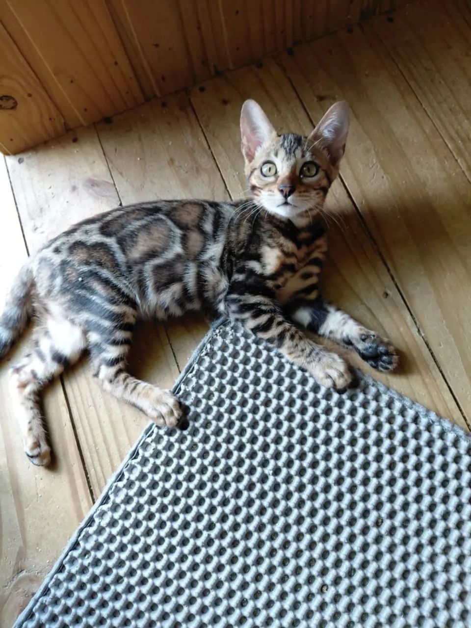 Gato bengal de estimação  - Foto 5