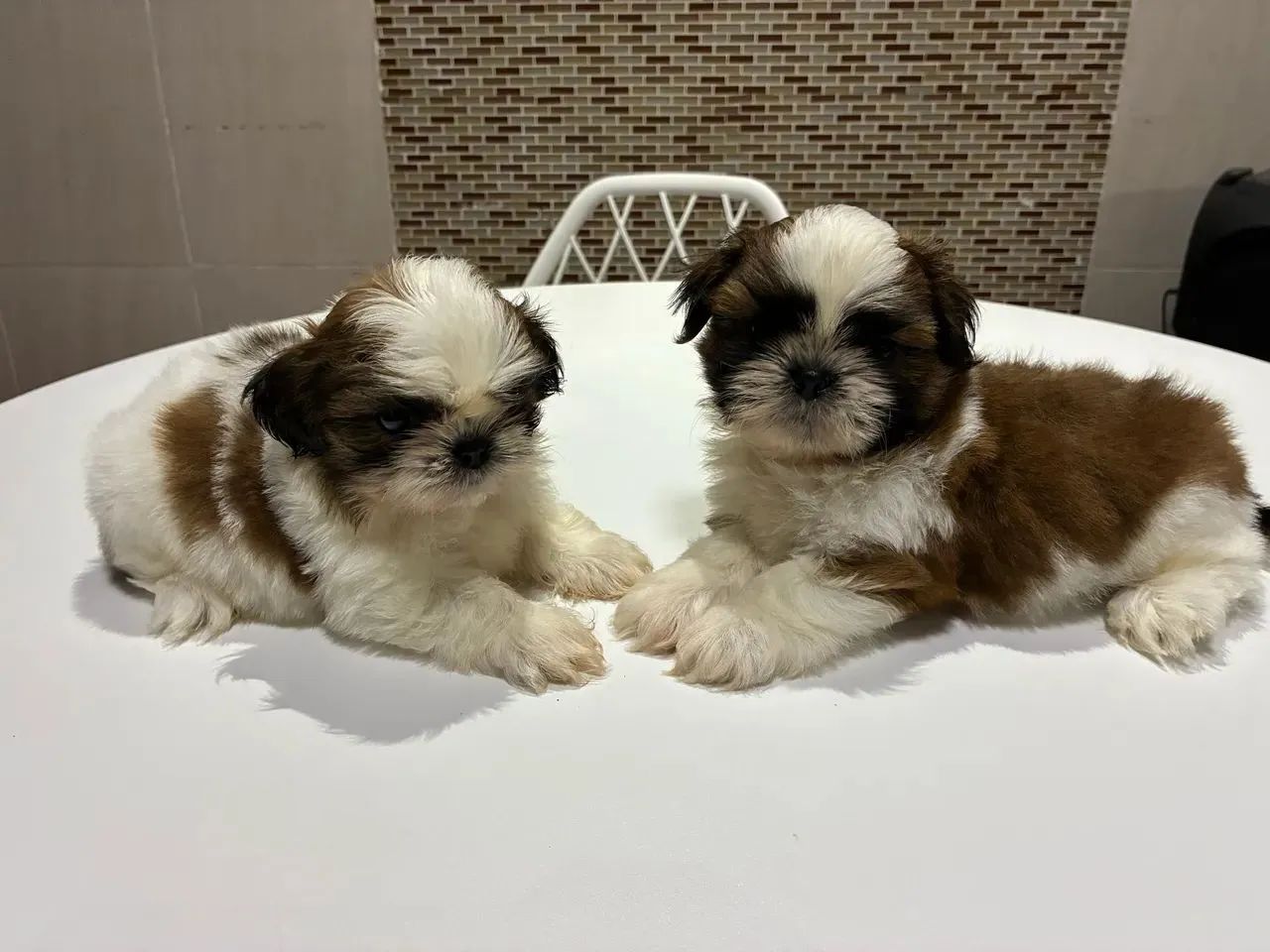 MINI SHITZU Vacinada 