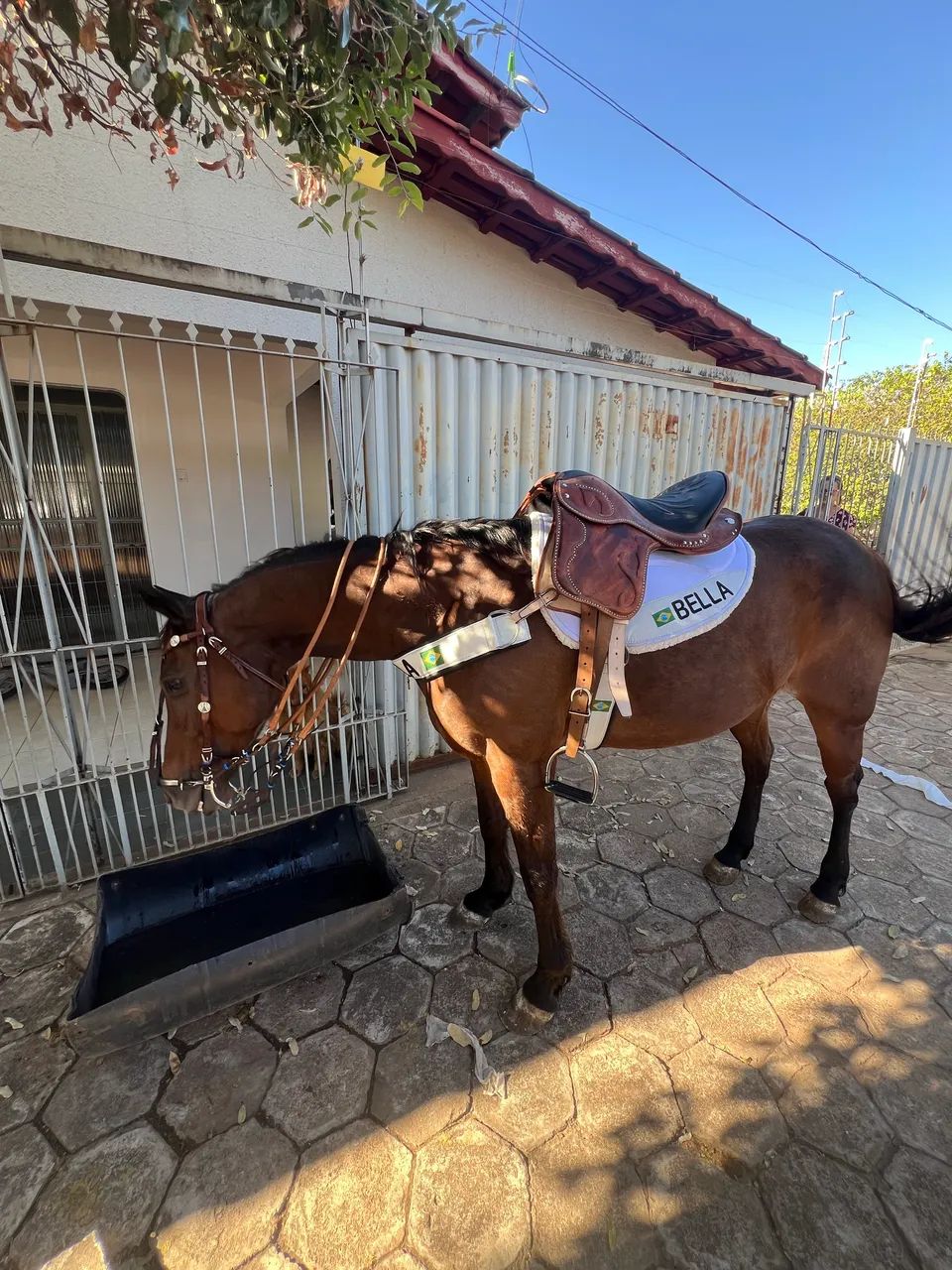 Vendo Égua Quarto de milha   - Foto 4