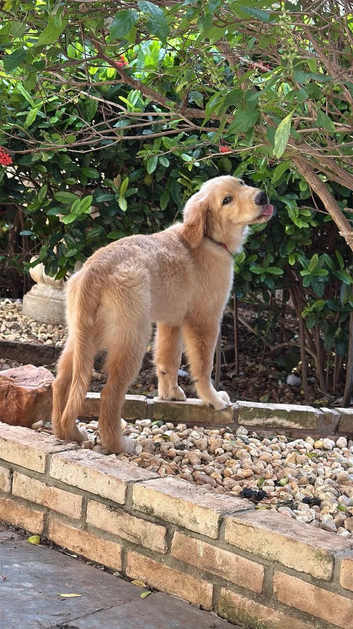 Golden Retriever - Foto 3