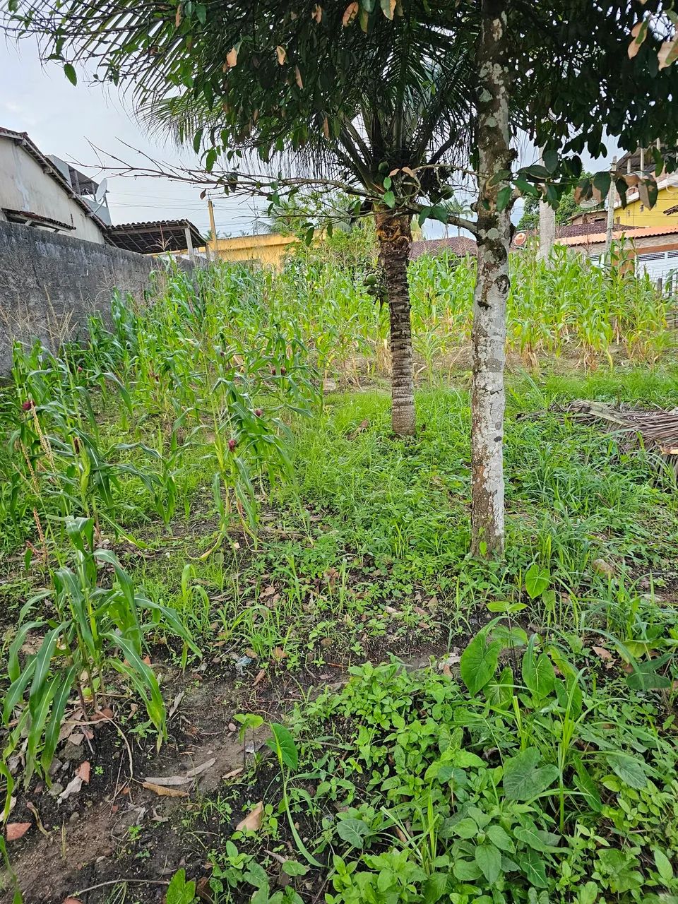 Terreno ,bairro maracujá,Escada,pe. - Foto 4