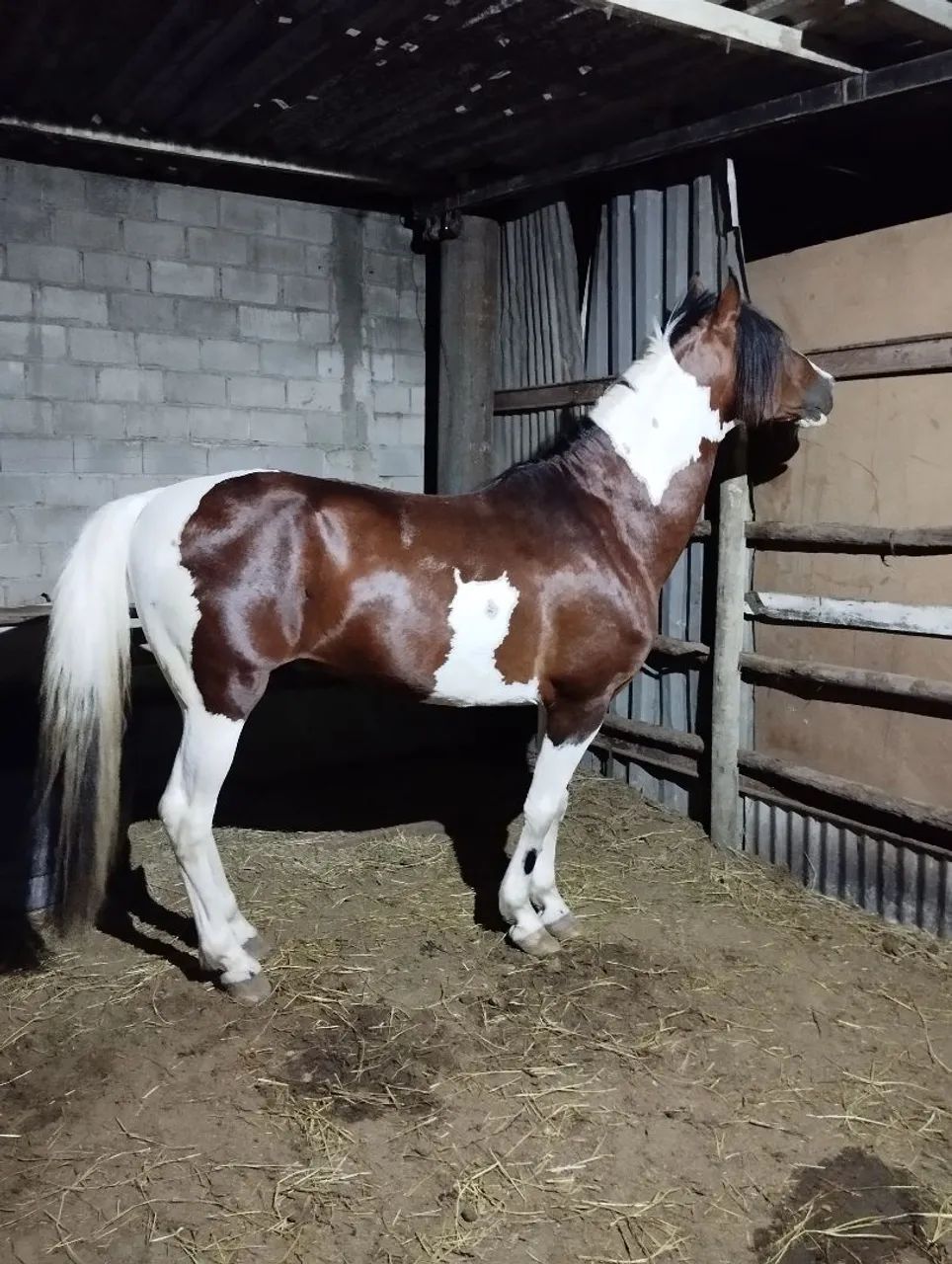 Maga larga machador pampa de castanho  - Foto 2