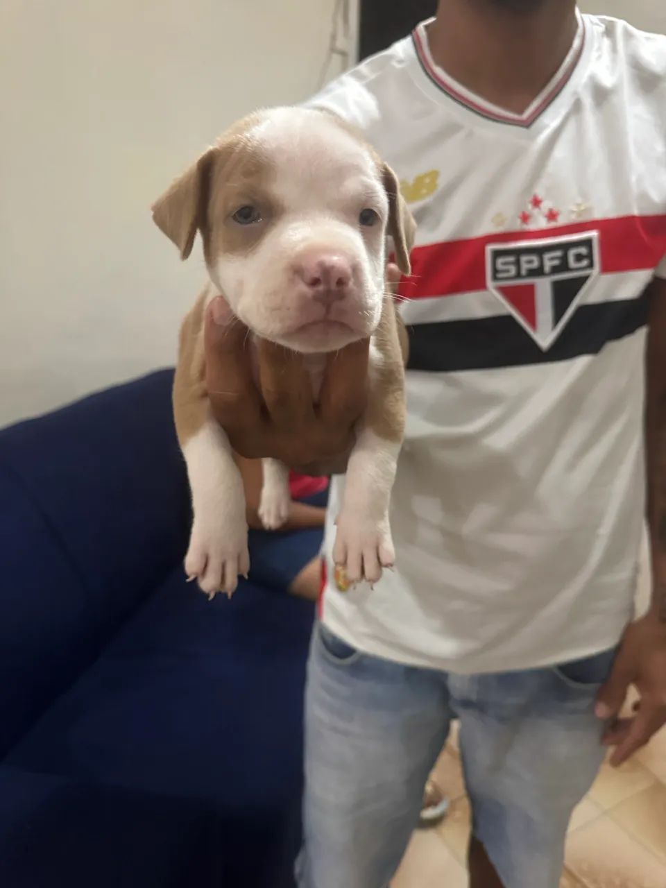 Pitbull 