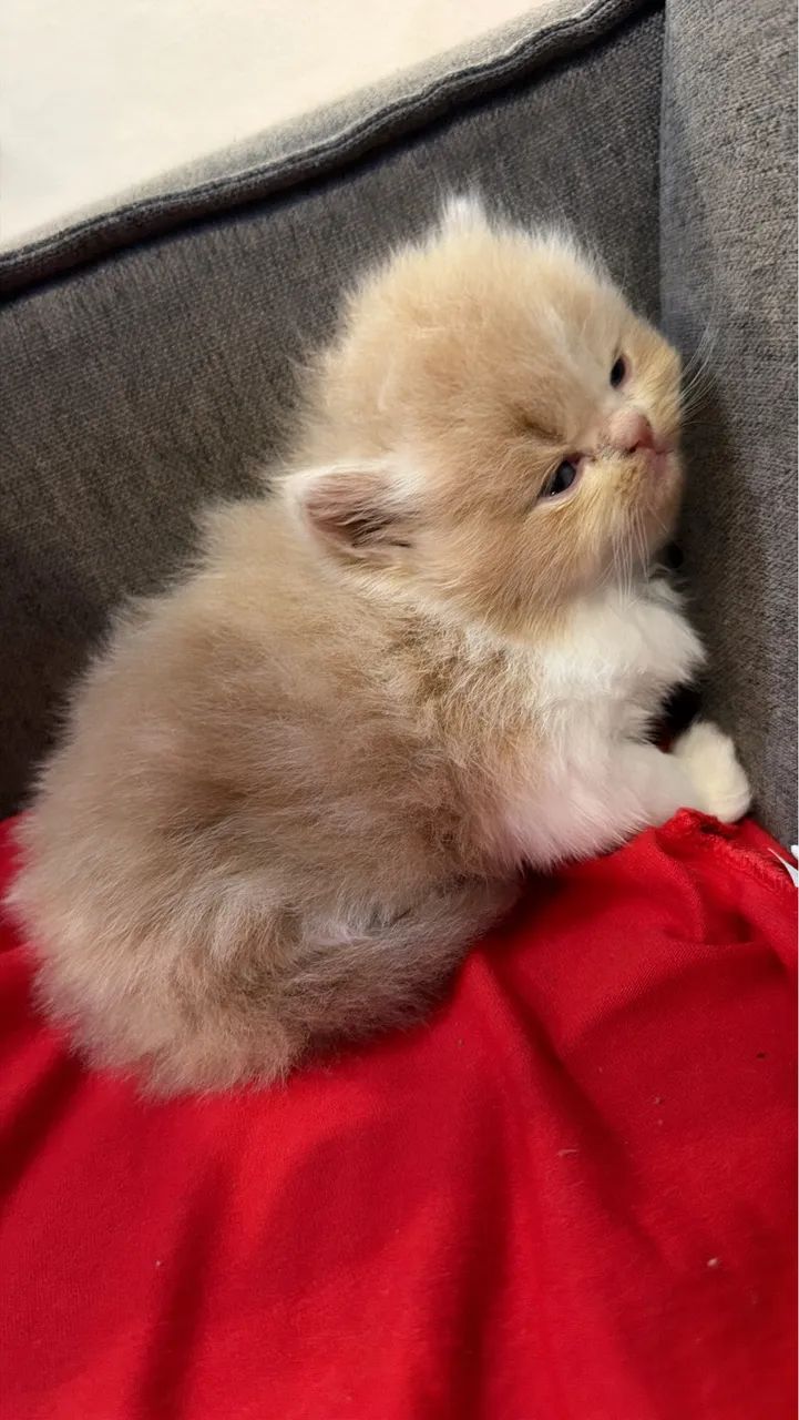 GATINHO PERSA R$ 1.450,00 - Foto 4