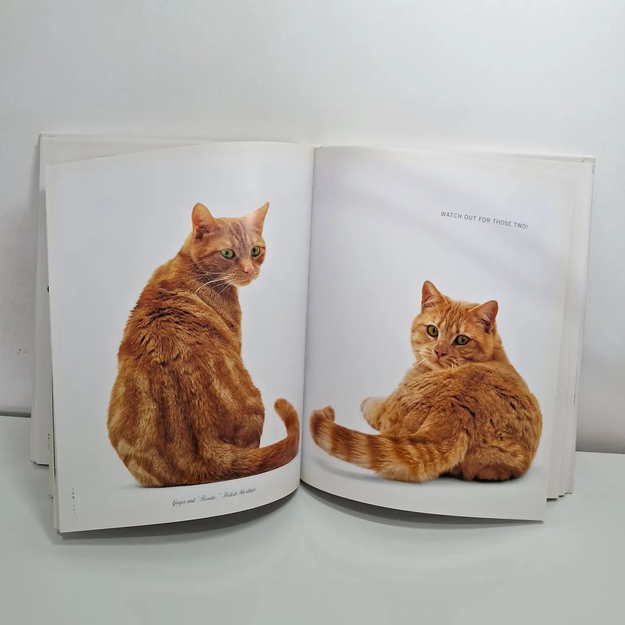 洋書  CATS life Livro Raro de Fotografias Importado - A Cat's Life!!! - Livros e