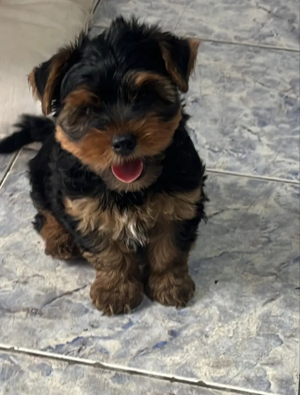 cachorro  - Foto 2