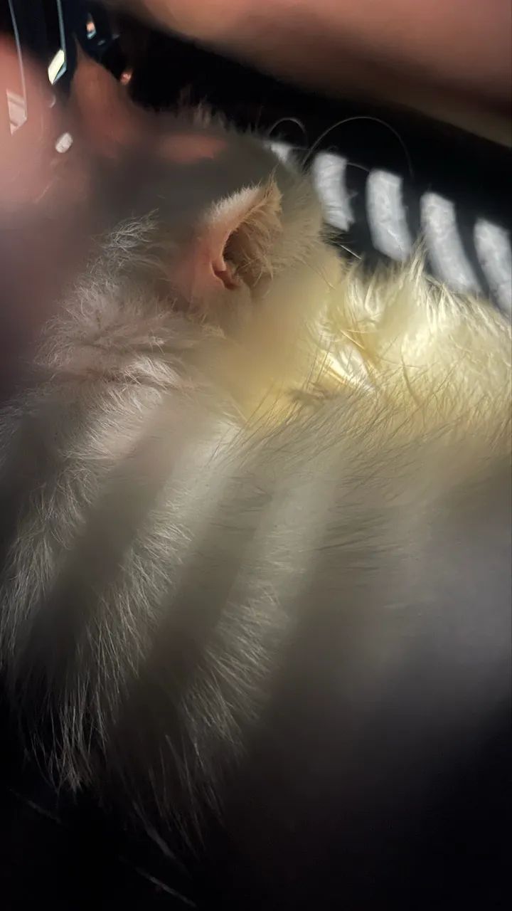 Gato persa macho  - Foto 4