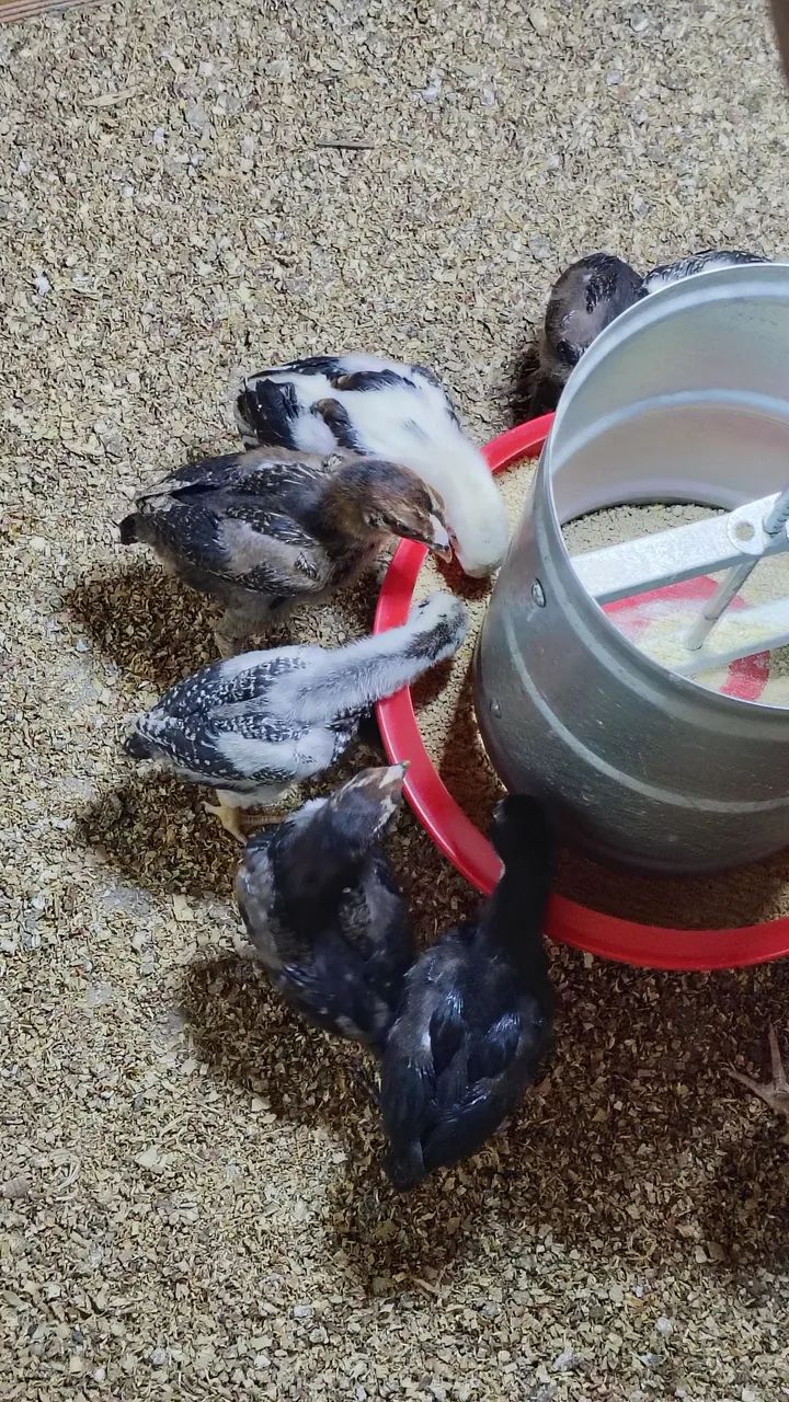 Pintos da raça Mura conhecido como carioca com 25 dias valor individual r$ 30 - Foto 5