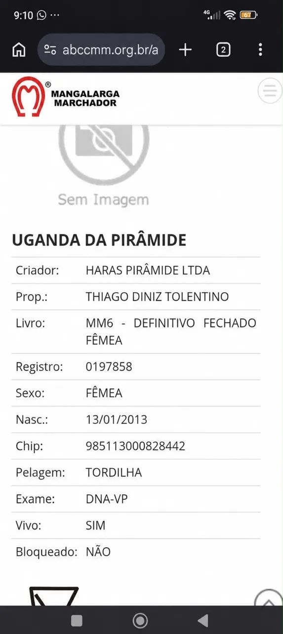 Égua registrada boa pra tirar cria  - Foto 6
