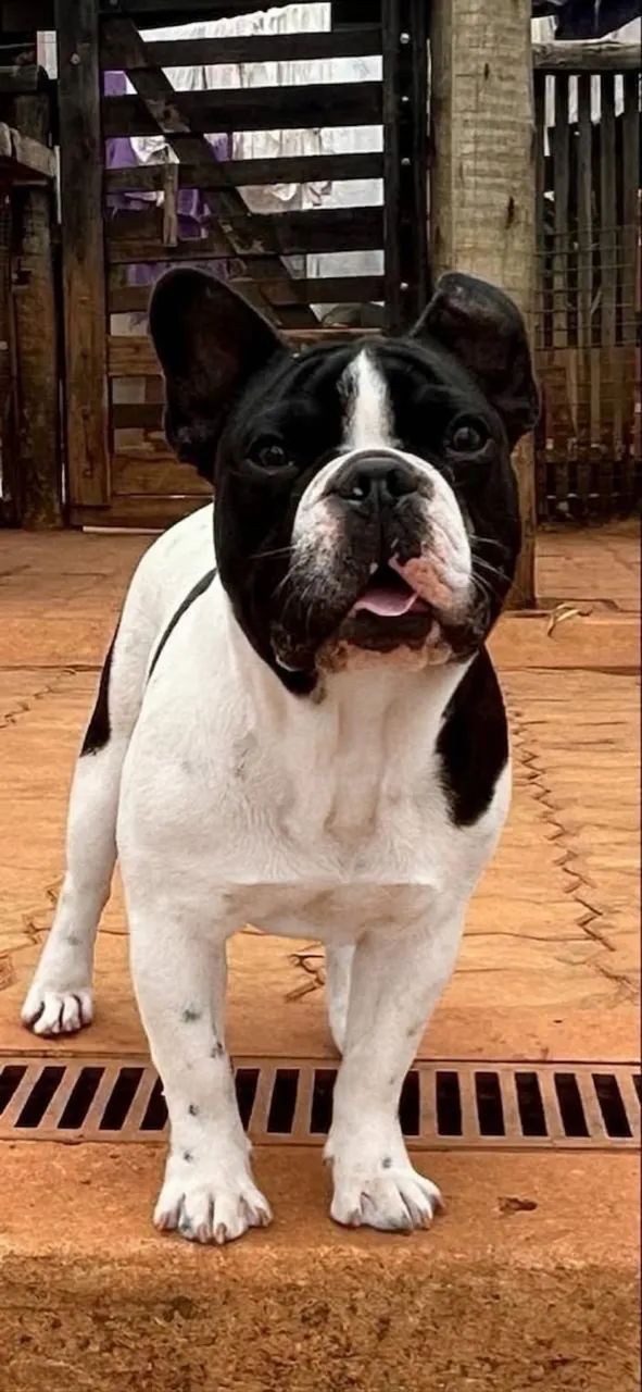 Buldogue francês  - Foto 3