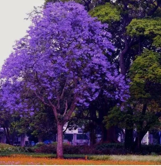 Mudas de Ipê Branco  - Foto 3