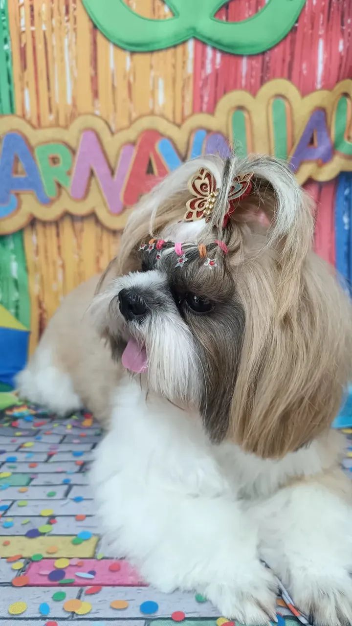 Banho e tosa com promoção  - Foto 2