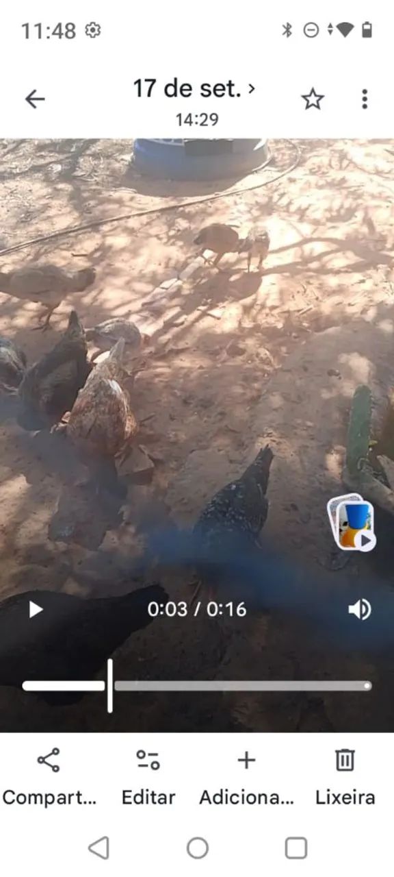 Galinhas - Foto 2