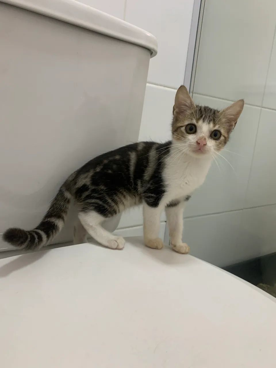 Lindos gatinhos  - Foto 5