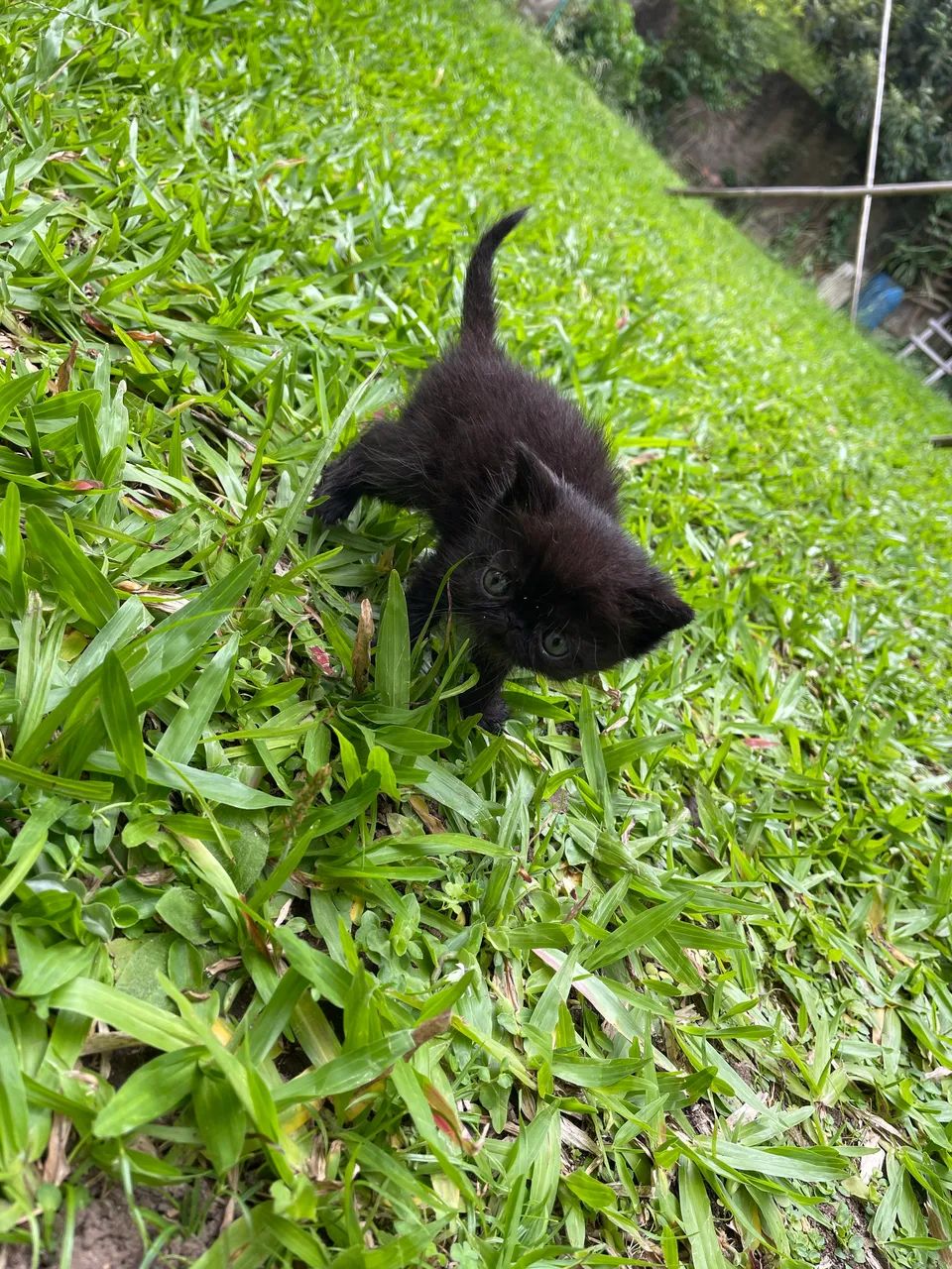 Persa exótico machinho - Foto 5