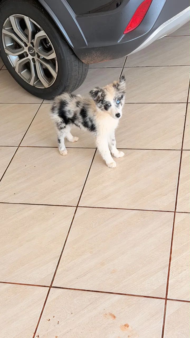 Booder collie  - Foto 2