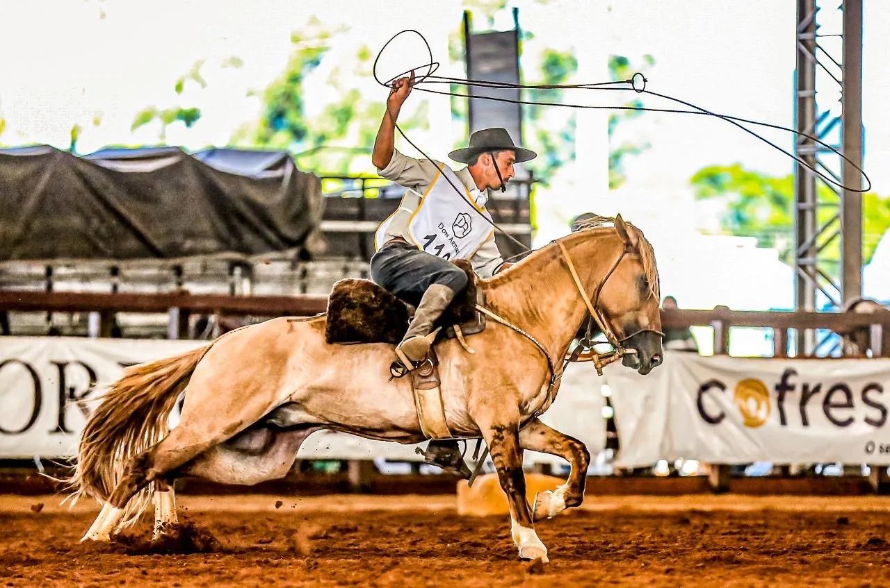 Cavalo Crioulo Jurado - Registrado, Dócil e Pronto para Provas e Cavalgadas