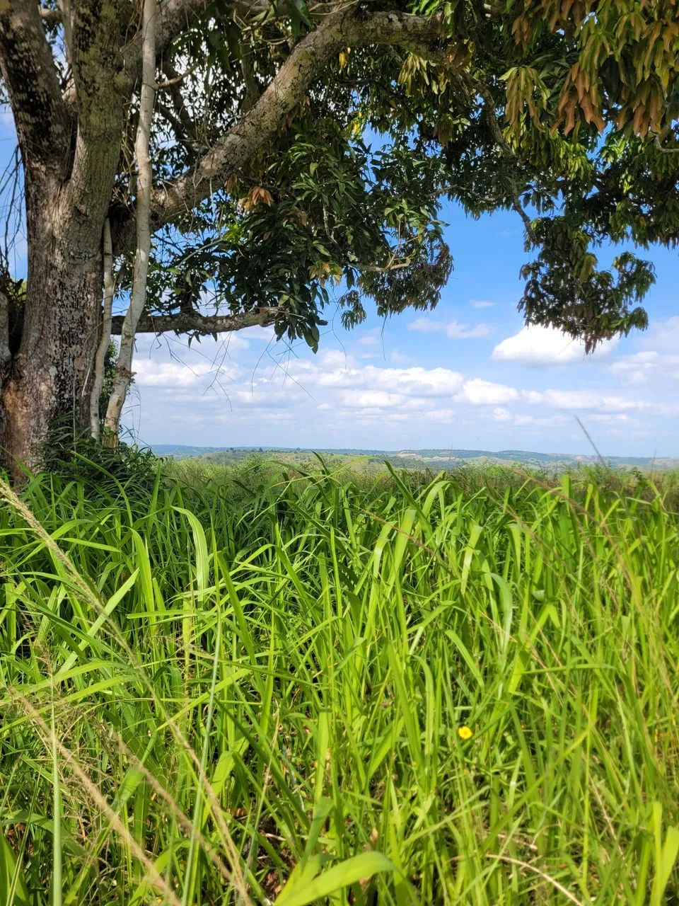 Fazenda em Conceição do jacuipe - Foto 3