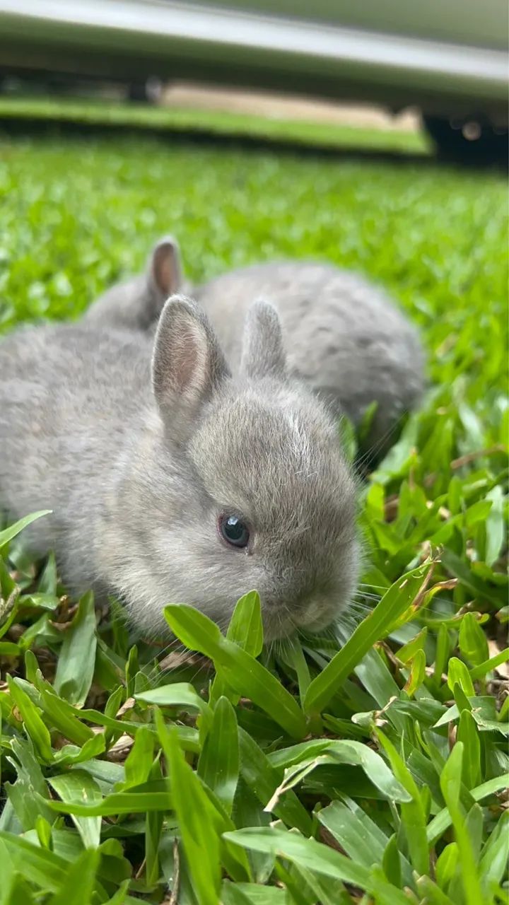 coelhos anao netherland  - Foto 3