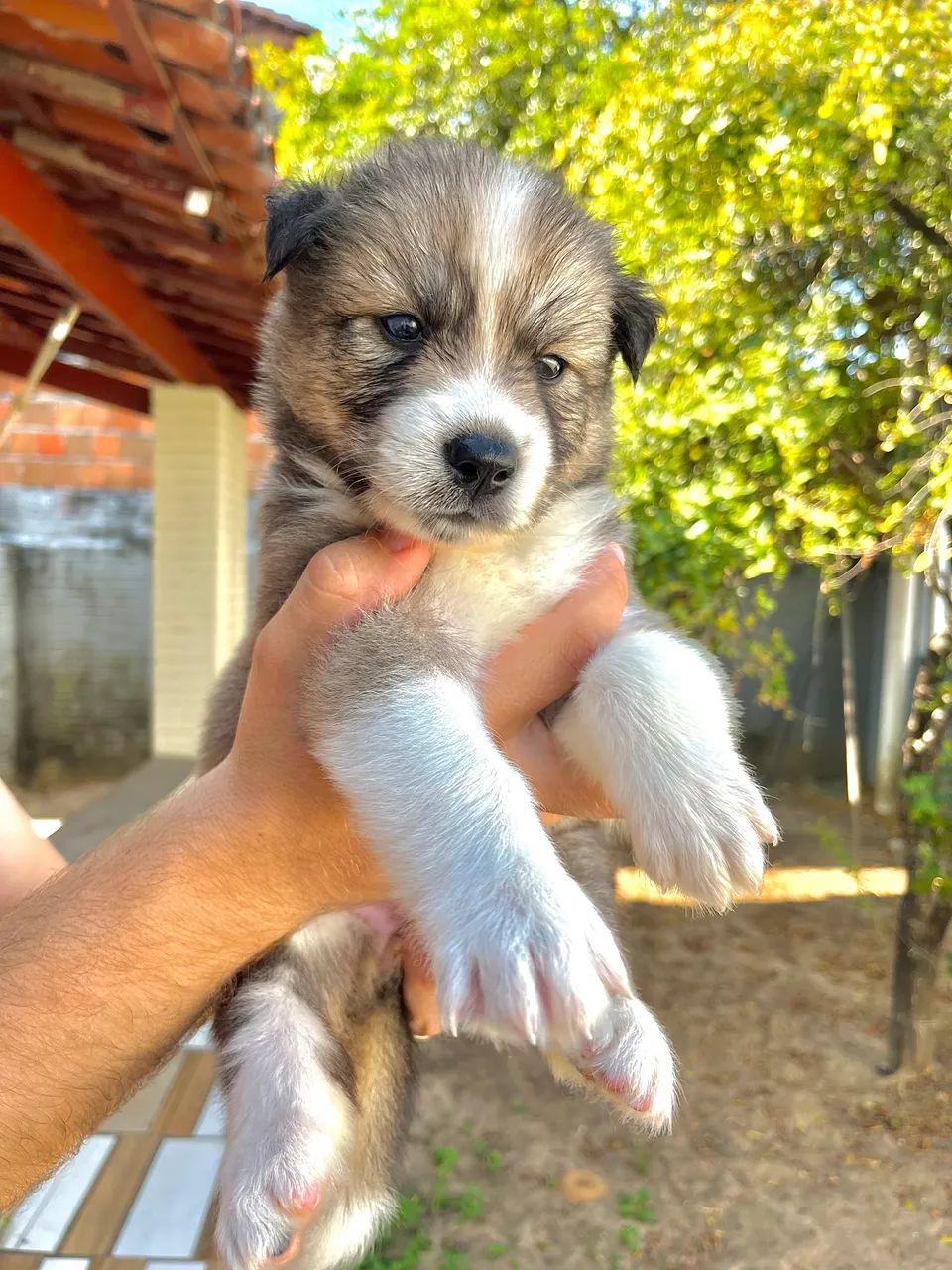 Husky Siberiano 