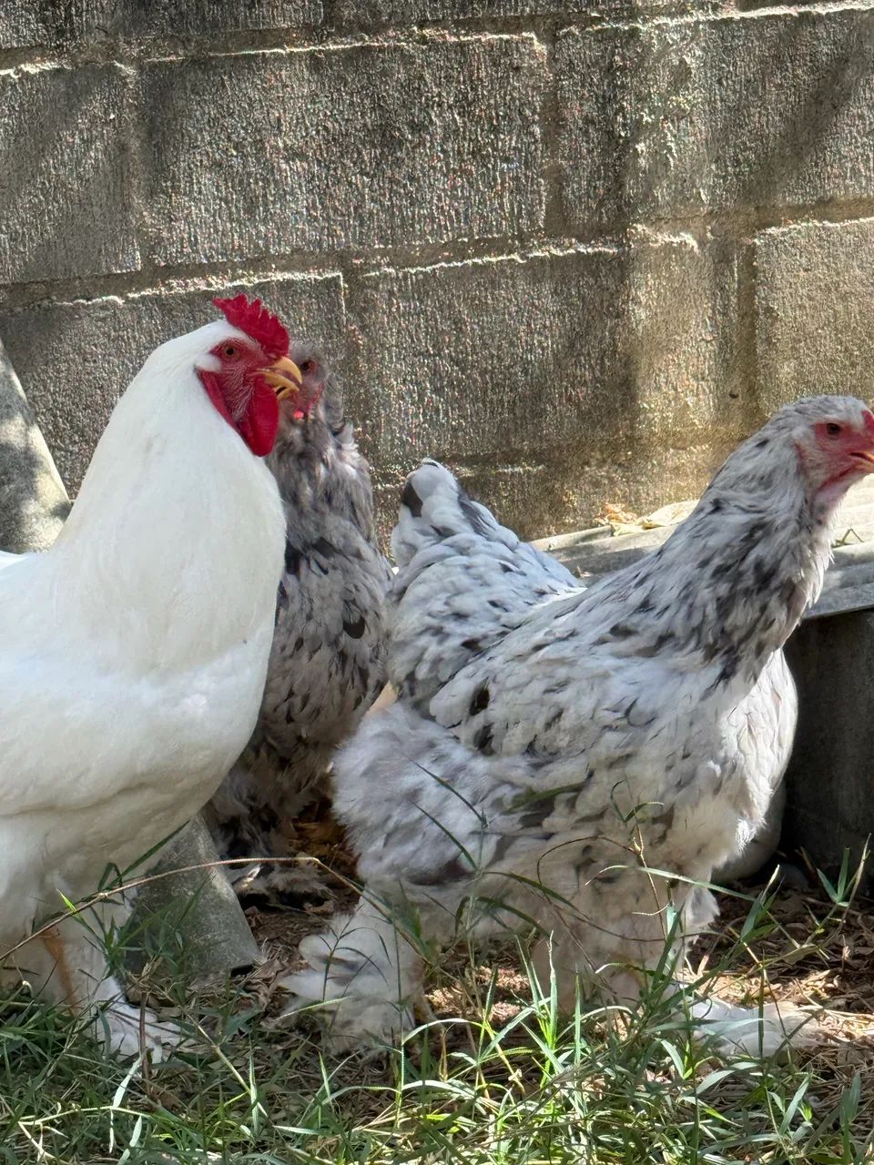 Brhama ovos  - Foto 4