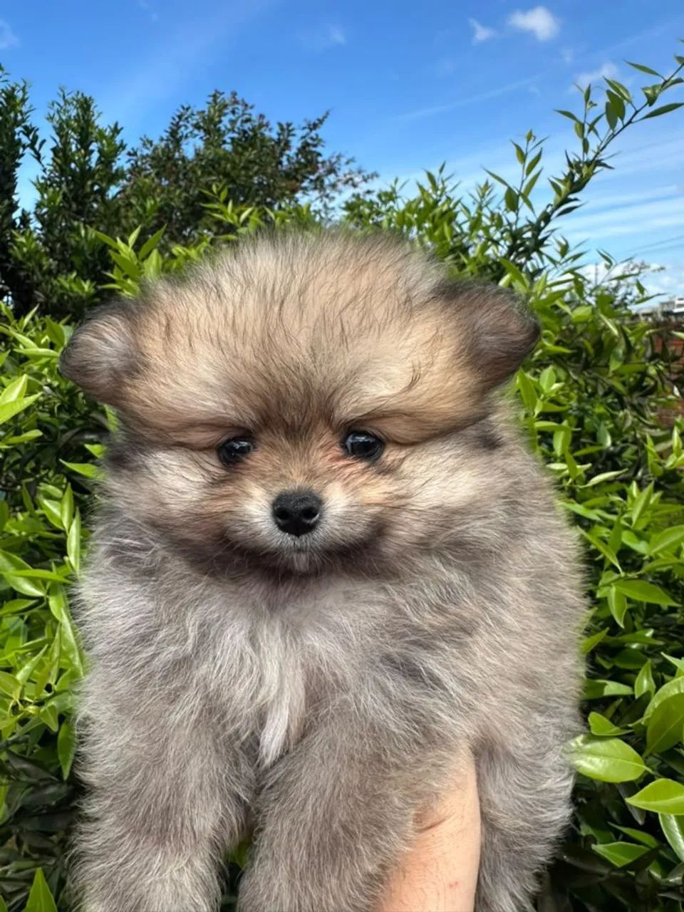 Lula da pomerania  - Foto 2