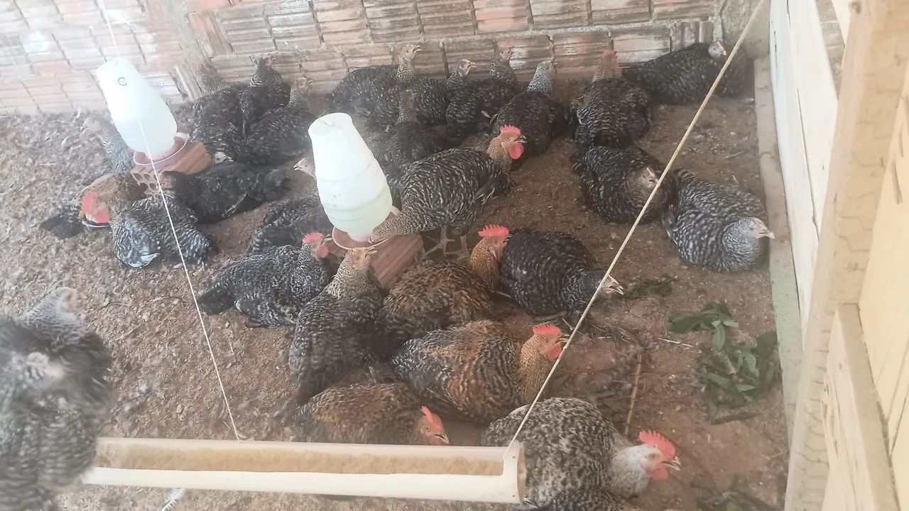 Vende Se galinha Caipirão é Carijó  - Foto 2