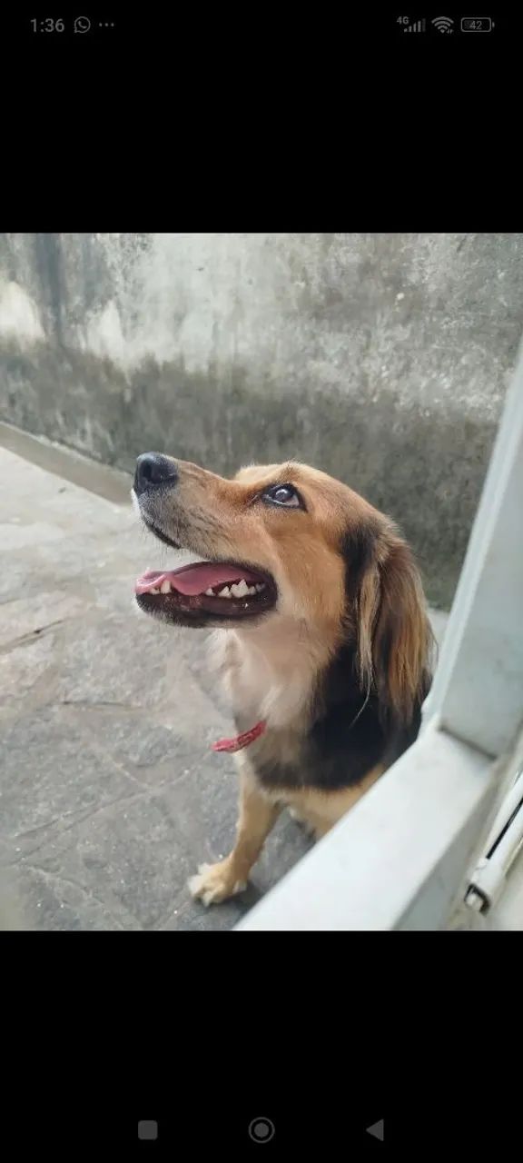 Doação de cadela - Foto 2