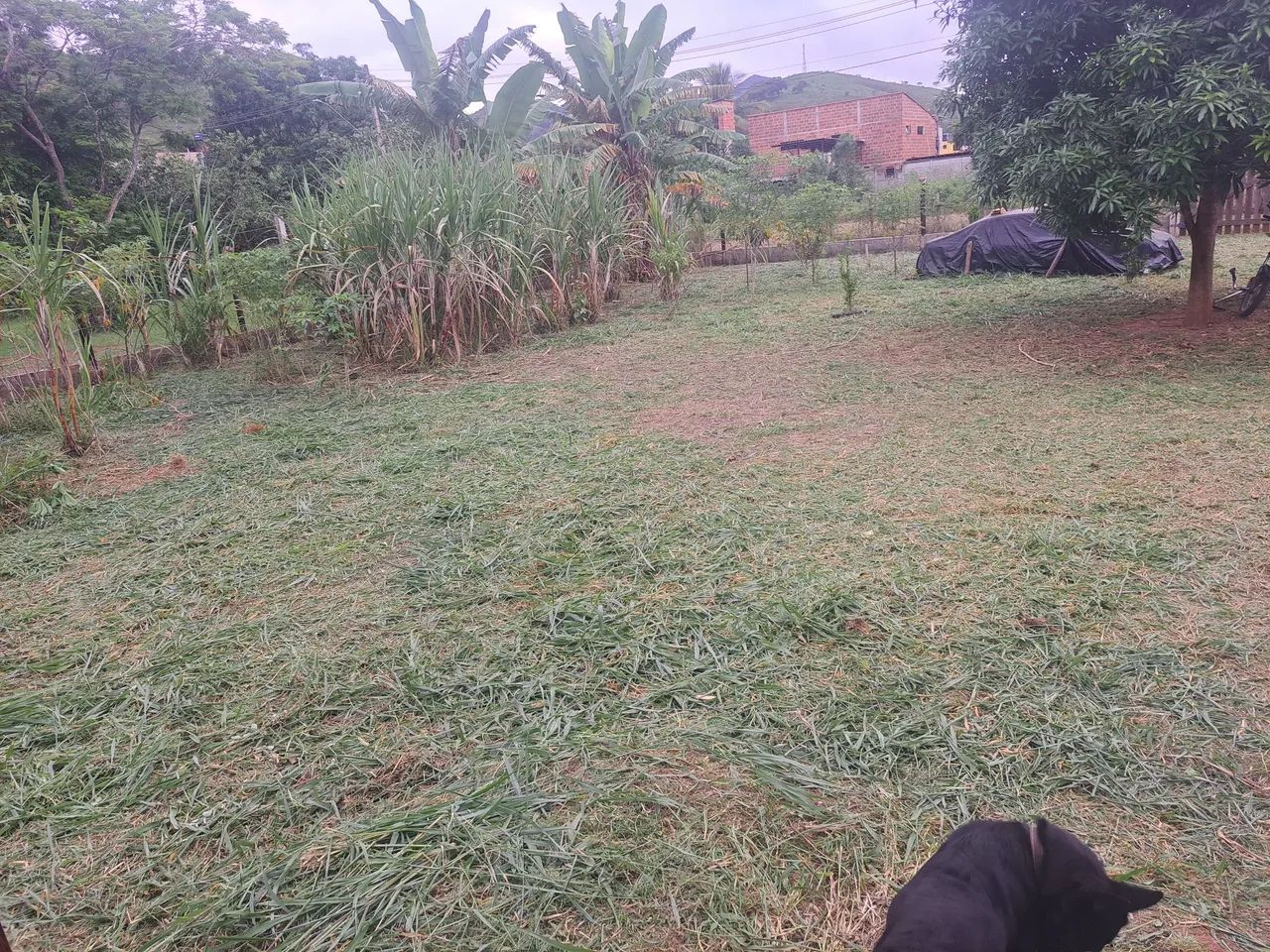 Roçada mecânica em terrenos, lotes e quintais.