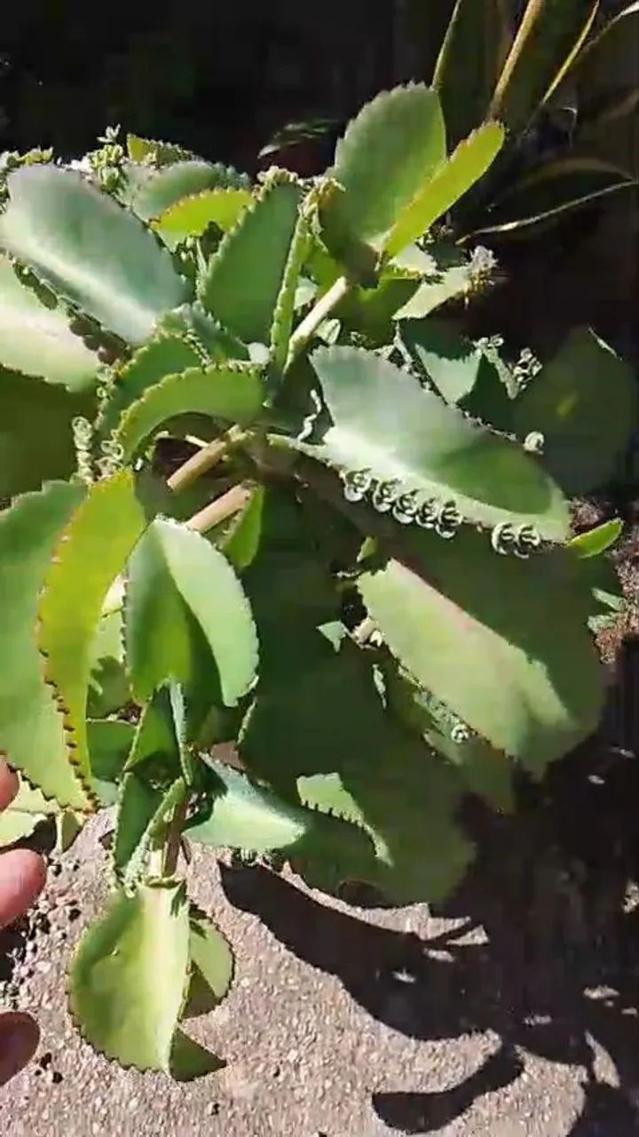 Plantas diversas  - Foto 2