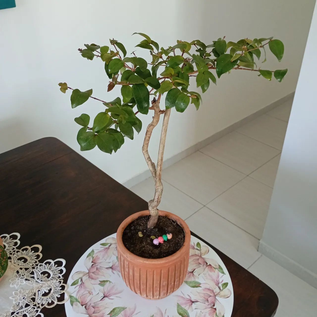 Bonsai de Pitanga  - Foto 3