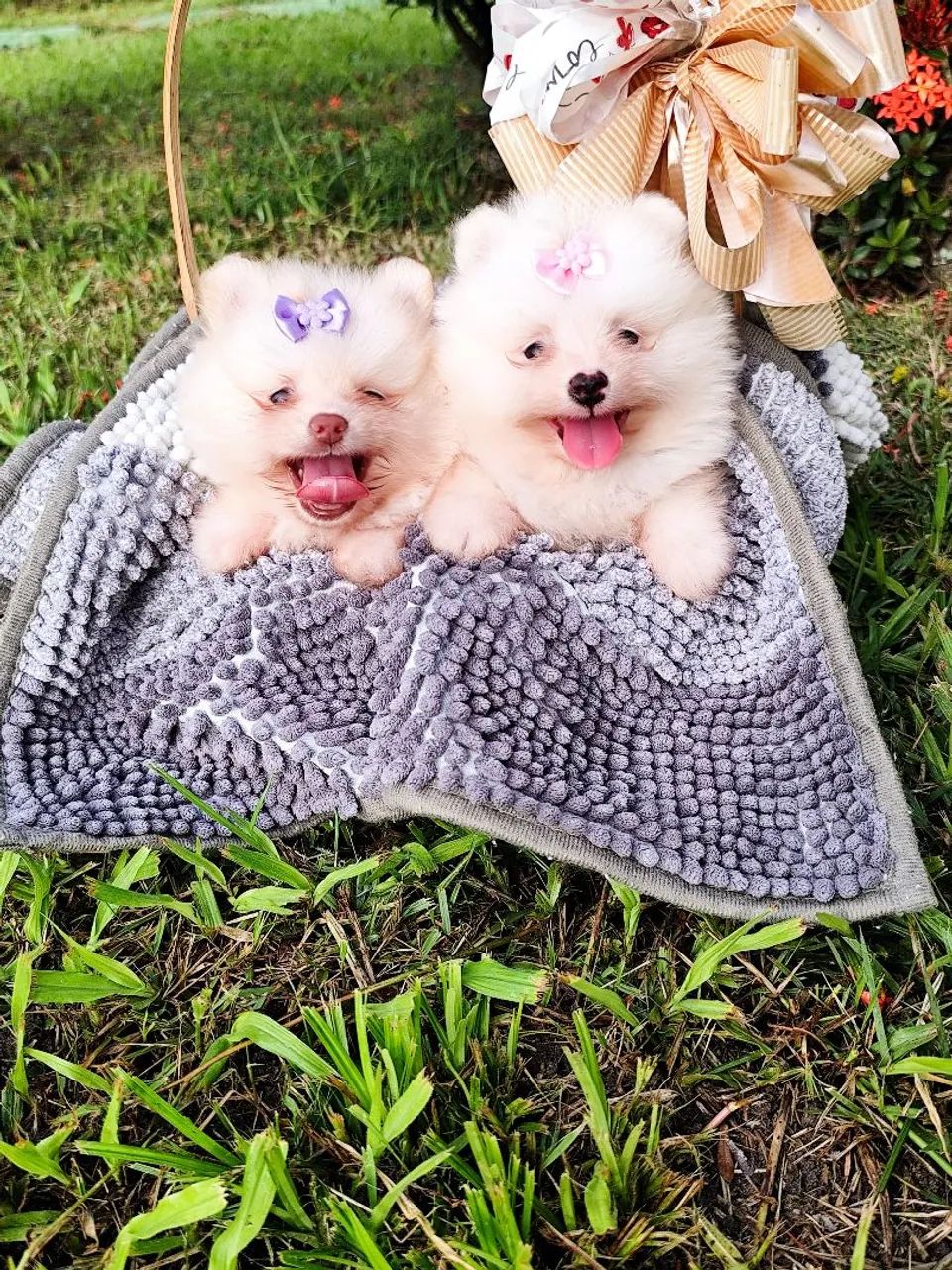 Lindos filhotes 
