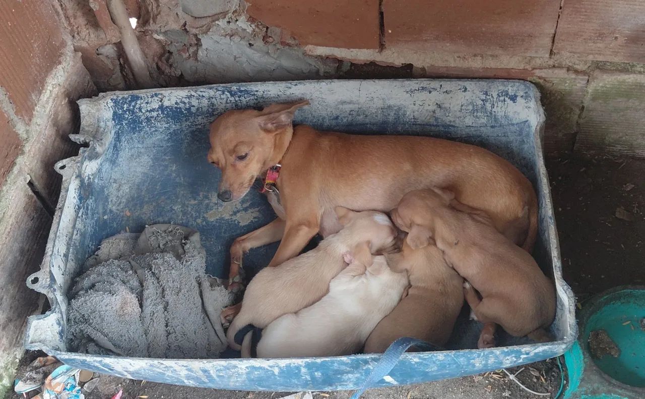Cachorro pinscher  1  - Foto 3