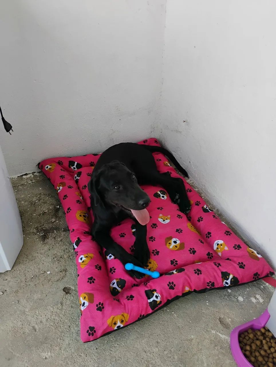 Adoção de labradora