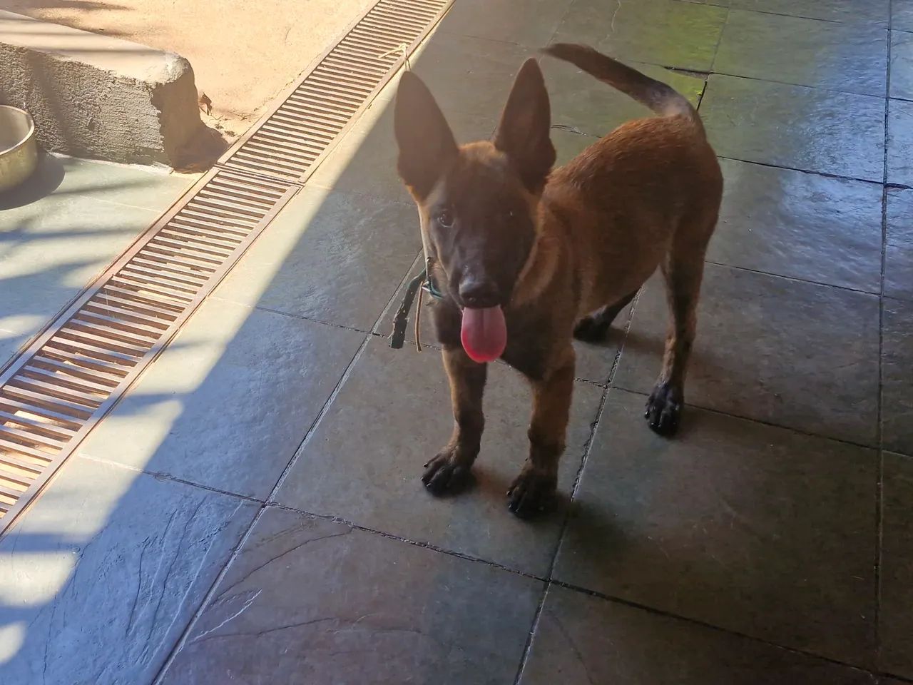Pastor Malinois - Foto 2